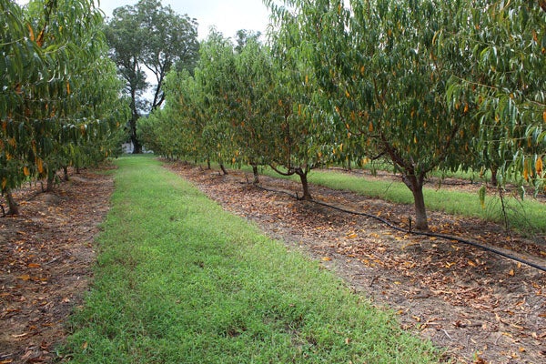 Big Smiles Premium Peaches. With 3,500 acres of peach trees and over 25 million pounds of peaches sold each year, Chris Yonce knows a thing or two about farming.