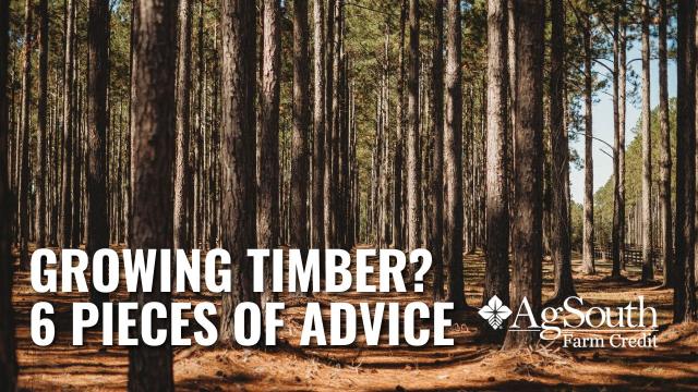 Growing Timber? 6 Pieces of Advice for Forest Landowners.Timber growers play a crucial role in sustaining our environment and economy. Whether you’re a seasoned forester or just starting out, navigating the complexities of timber management requires careful planning and strategic decision-making to protect your investment