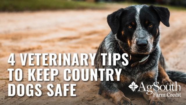 4 Tips to Keep Country Dogs Safe Picture of Dog Laying on Ground